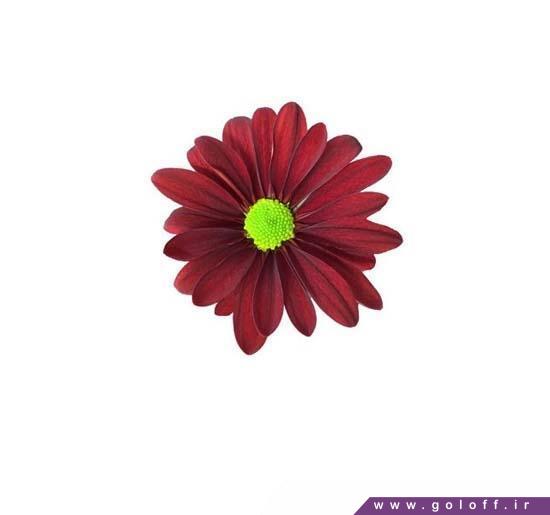 گل کرزنتیا رد آتلانتیس – Chrysanthemums | گل آف